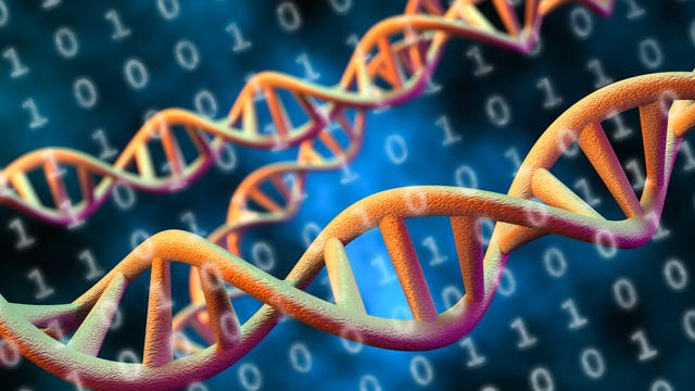 3-D-Darstellung von DNA-Doppelhelixen, die in warmen Farben dargestellt sind. Aud dem bläulich-dunklen Hintergrund sind binäre Zahlen (0 und 1) sichtbar, die auf die Verbindung von Genetik und Datenverarbeitung hinweisen. Die Szene vermittelt ein Gefühl von Wissenschaft und Technologie.