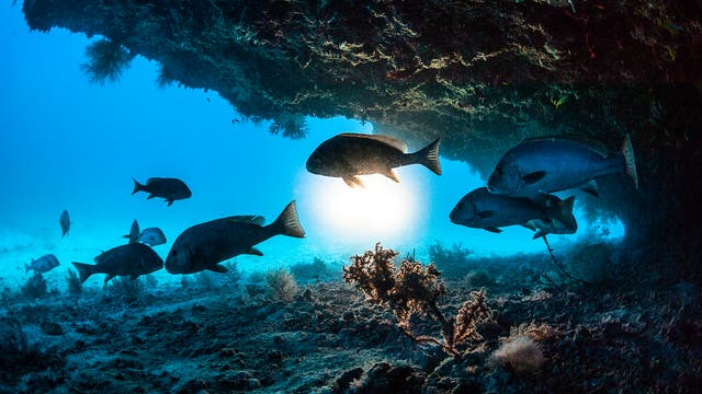 Unterwasseraufnahme einer Gruppe von Fischen, die unter einem Felsvorsprung schwimmen. Im Hintergrund ist das blaue Wasser des Ozeans zu sehen, durch das Sonnenlicht strahlt. Der Meeresboden ist mit Korallen und Algen bedeckt. Die Szene vermittelt ein Gefühl von Ruhe und natürlicher Schönheit.