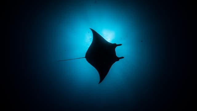 Ein Manta-Rochen schwimmt in der Dunkelheit des Ozeans, von unten betrachtet. Der Rochen ist als Silhouette vor einem leuchtend blauen Hintergrund sichtbar, der durch das Sonnenlicht entsteht, das durch das Wasser dringt. Die Flügel des Rochens sind weit ausgebreitet, und sein langer Schwanz ist deutlich zu erkennen. Die Szene vermittelt ein Gefühl von Ruhe und Weite.