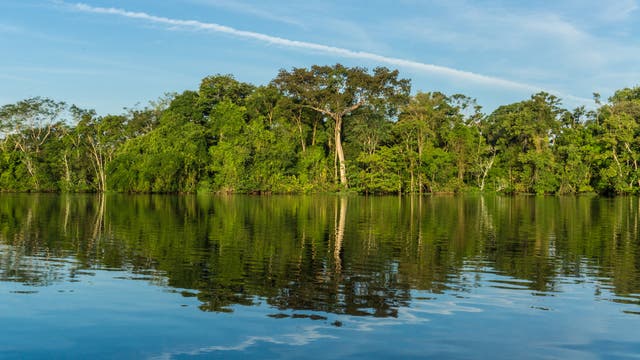 Eine ruhige Flusslandschaft mit üppigem, grünem Regenwald im Hintergrund. Die Bäume spiegeln sich im klaren Wasser, während der Himmel darüber blau und wolkenlos ist. Die Szene vermittelt eine friedliche und natürliche Atmosphäre.