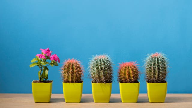 Fünf gelbe Blumentöpfe stehen auf einer Ablage aus Holz vor einer blauen Wand. Während im ersten Topf eine Blume mit leuchtend pinken Blüten wächst, schauen aus allen anderen Töpfen Kakteen mit langen roten oder grünen Stacheln heraus.