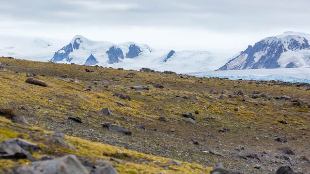 Blick über eine mit Moos bewachsene Fläche vor einem Gletscher.