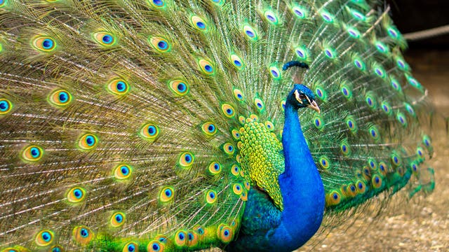 Ein Pfau mit ausgebreitetem, farbenfrohem Federkleid. Die Federn zeigen ein Muster aus leuchtenden Augenflecken in Grün, Gelb und Blau. Der Körper des Pfaus ist intensiv blau und er steht auf braunem Boden.