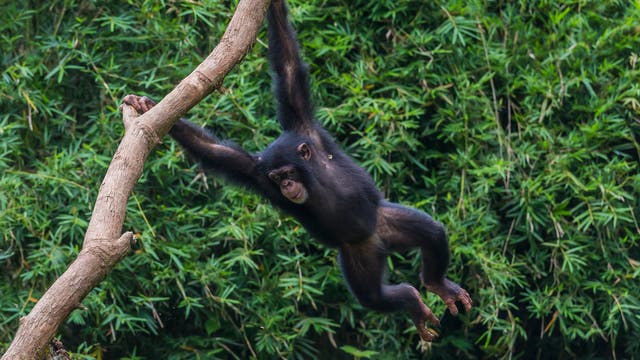 Ein Schimpanse schwingt sich an einem Ast durch einen dichten, grünen Bambuswald. Der Affe hält sich mit beiden Armen fest und hat die Beine angewinkelt. Die Szene vermittelt Bewegung und Lebendigkeit in einer natürlichen Umgebung.