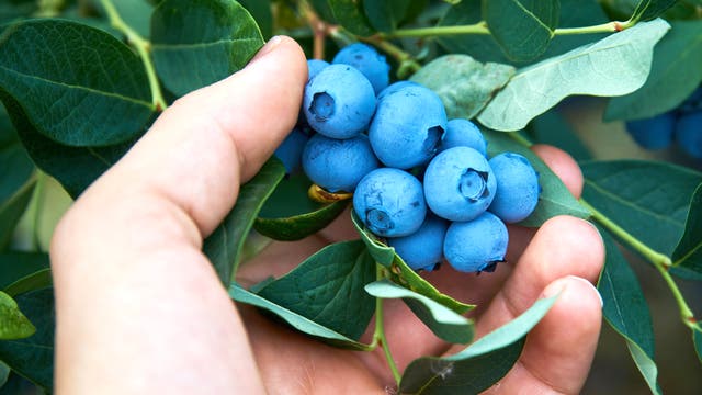 Eine Hand pflückt mehrere leuchtend blaue Heidelbeeren aus einem Busch