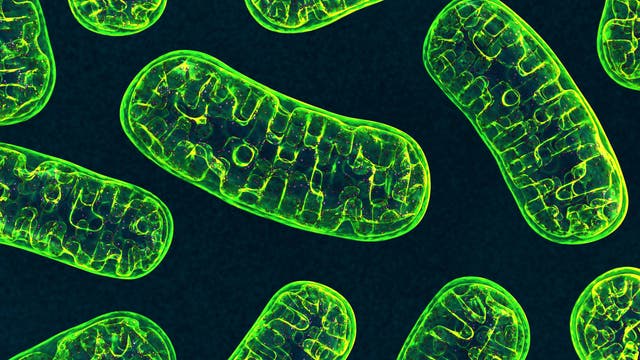 Grüne Mitochondrien vor dunklem Hintergrund