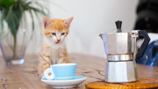 Ein kleines, orange-weißes Kätzchen sitzt auf einem Holztisch neben einer blauen Tasse mit Untertasse und einem Löffel. Daneben steht eine silberne Espressokanne. Im Hintergrund ist eine grüne Pflanze zu sehen. Das Kätzchen leckt sich die Lippen und schaut neugierig.