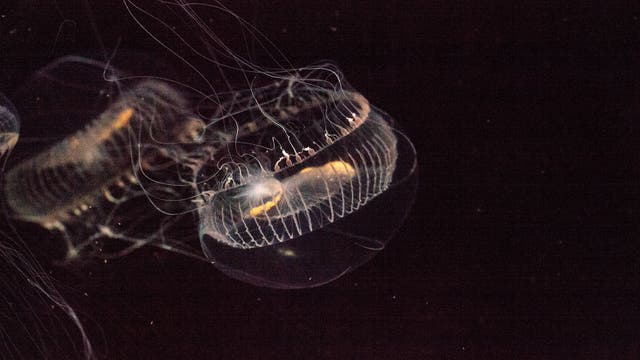 Eine durchscheinende Qualle schwebt in dunklem Wasser. Ihre zarten, leuchtenden Tentakel erstrecken sich in alle Richtungen, während ihr glockenförmiger Körper sanft leuchtet. Die Szene vermittelt ein Gefühl von Ruhe und Eleganz in der Unterwasserwelt.