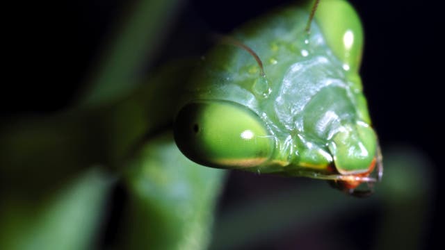 Nahaufnahme einer Gottesanbeterin, mit deutlich sichtbaren Augen und Fühlern. Der Hintergrund ist dunkel, wodurch das Insekt im Vordergrund hervorgehoben wird. 