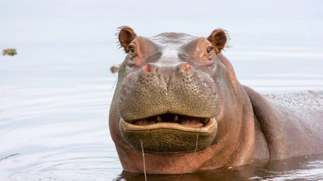 Ein auf den ersten Blick freundliches Flusspferd blickt direkt in die Kamera. Der mächtige Körper ist zur Hälfte im Wasser, der Kopf ragt völlig daraus hervor, das Maul ist leicht geöffnet.