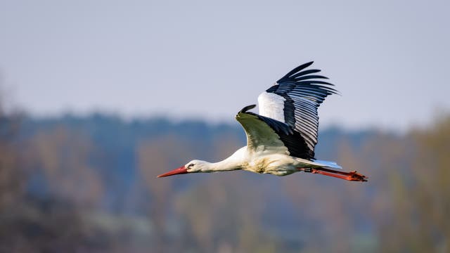 Fliegender Storch