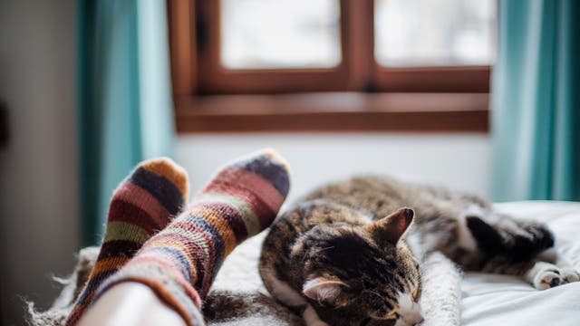 Eine Katze liegt eingerollt neben den Füßen einer Person auf einem Bett.