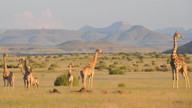 Giraffen in einer Savannenlandschaft