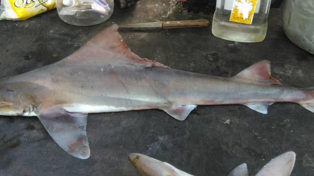 Ein toter Hai liegt auf einer dunklen Oberfläche. Der Körper des Hais ist vollständig sichtbar, mit deutlich erkennbaren Flossen und Schwanz. Die Haut des Hais hat eine graue Färbung mit einigen bräunlichen und rötlichen Schattierungen. Der Kopf des Hais zeigt ein Auge und einen Teil des Mauls. Die Umgebung ist unscharf und zeigt keine weiteren Objekte oder Details.