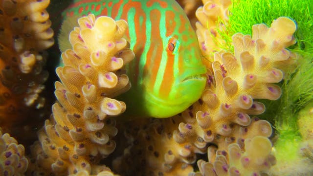 Blaupunkt-Korallengrundel 