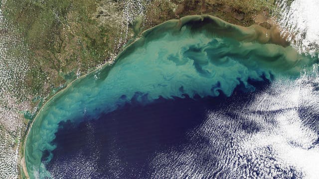 Algenblüte im Golf von Mexiko