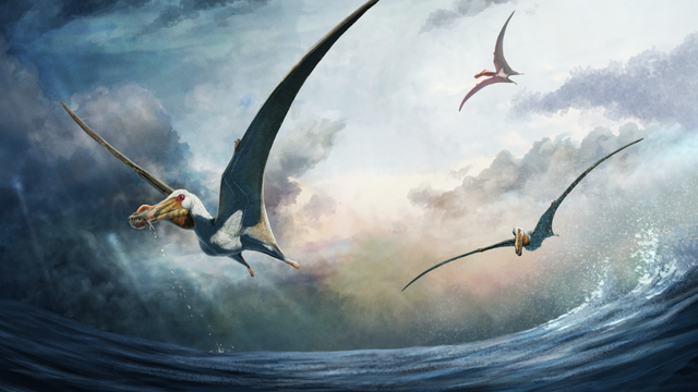 In dieser Illustration fliegen drei Pterosaurier über das offene Meer, der Himmel ist wolkenverhangen. Das vordere, größte Exemplar hat einen gelben Schnabel, eine rote Augenpartie, einen weißen Kopf und der Rest des Körpers wirkt grau. Womöglich hat er Beute im Schnabel.