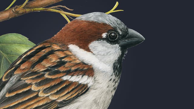 Eine detaillierte Illustration eines Vogels, der auf einem Ast sitzt. Der Vogel hat ein braunes Gefieder mit schwarzen und weißen Streifen auf den Flügeln und einen grauen Kopf. Ein grünes Blatt ist neben dem Vogel sichtbar. Die Darstellung betont die natürlichen Farben und Muster des Vogels.