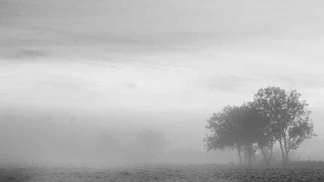 Einige Bäume stehen in dichtem Nebel; der Himmel ist verhangen.