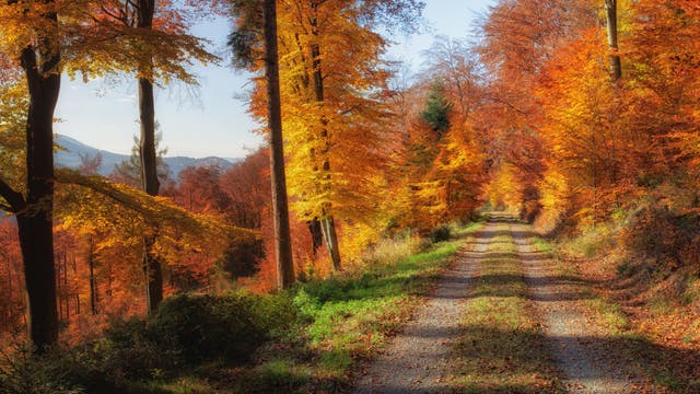 Herbstwald mit buntgefärbten Blättern