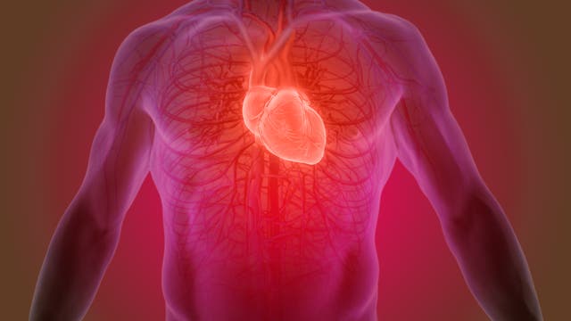 Eine grafische Darstellung des Herzens und des Blutkreislaufes.