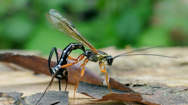 Eine schwarz-gelbe Schlupfwespe mit langen Antennen und durchsichtigen Flügeln sitzt auf einem Stück Holz, umgeben von braunen Blättern. Der Hintergrund ist unscharf und zeigt grüne Vegetation. Die Wespe ist in einer seitlichen Ansicht dargestellt, wodurch ihre schlanke Körperform und die langen Beine gut sichtbar sind.