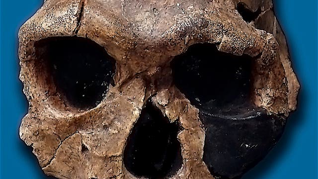 Schädel eines <i>Homo habilis</i>