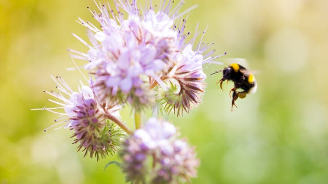 Hummeln zählen zur Gattung der Echten Bienen. Sie sind ausgezeichnete Bestäuber, da sie durch ihre lange Zunge gut in tiefe Blüten gelangen. Wie vielen anderen Insekten macht auch ihnen die Zerstörung ihres Lebensraums zu schaffen. 16 Arten gelten in Deutschland als bedroht.
