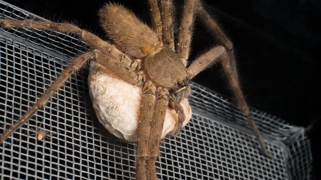 Riesenkrabbenspinnen leben unter anderem in Australien und können sehr groß werden