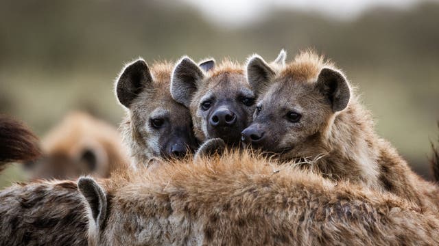 Hyänen sind sehr soziale Tiere