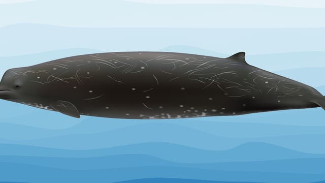 Neue Schnabelwalart, die japanische Walfänger als Rabenwal bezeichnen 