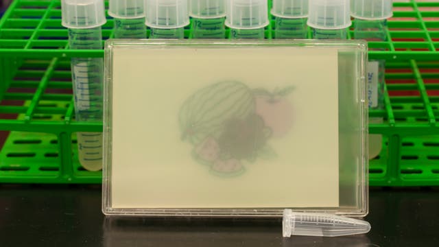 Bild "gemalt" von Escherichia coli Bakterien