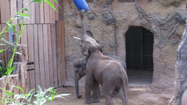 Die Elefantenbullen-WG