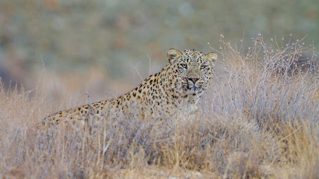 Ein männlicher Persischer Leopard
