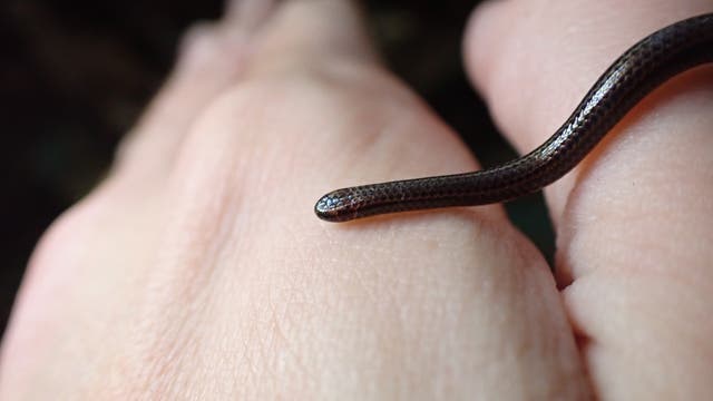 Eine kleine, braune Schlange kriecht über eine Hand. Die Schlange hat eine glatte, glänzende Haut und bewegt sich vorsichtig über die Finger. Die Szene ist in Nahaufnahme fotografiert, wodurch die Details der Schlangenhaut und der Handoberfläche gut sichtbar sind.
