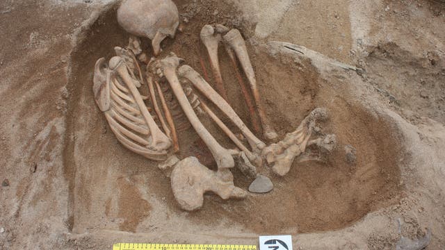 Dieses Skelett einer Frau fand sich im Friedhof der bronzezeitlichen Siedlung von Links of Notland, auf der Orkney-Insel Westray gelegen.