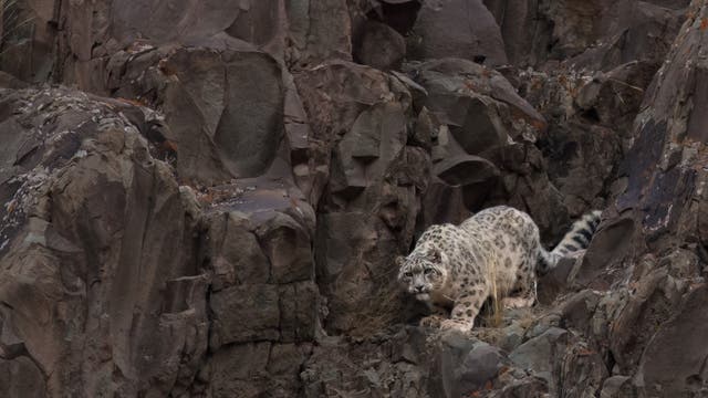Ein Schneeleopard bewegt sich vorsichtig durch eine felsige, braune Berglandschaft. Das Tier ist mit seiner Tarnung perfekt an die umgebenden Felsen angepasst. Der Leopard ist aufmerksam und scheint sich auf seine Umgebung zu konzentrieren. Die Szene vermittelt ein Gefühl von Wildnis und natürlicher Schönheit.