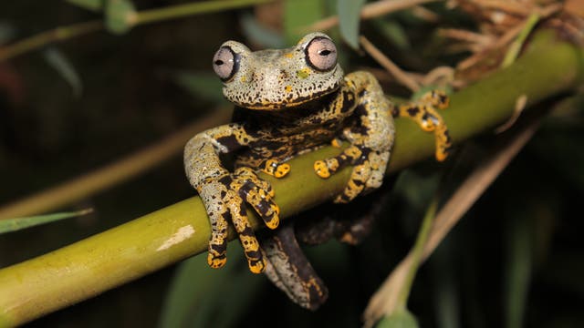 Der Tolkien-Frosch lebt in Ecuador