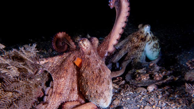 Zwei Kraken der Art Octopus americanus auf einem Meeresboden. Der vordere Oktopus hat einen ausgestreckten Arm und zeigt eine rötlich-braune Färbung. Der hintere Oktopus ist teilweise verdeckt und hat eine hellere Färbung. 