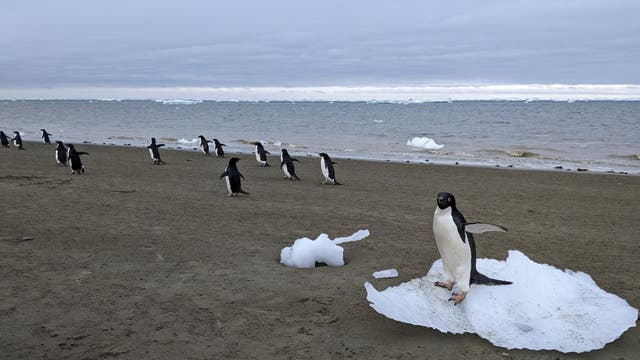 Eine Gruppe von Pinguinen steht auf einem sandigen Strand mit Blick auf das Meer. Im Vordergrund steht ein einzelner Pinguin auf einem kleinen Stück Eis. Der Himmel ist bewölkt, und im Hintergrund sind weitere Eisschollen im Wasser zu sehen. Die Szene vermittelt eine ruhige, natürliche Umgebung in einer kalten Küstenregion.