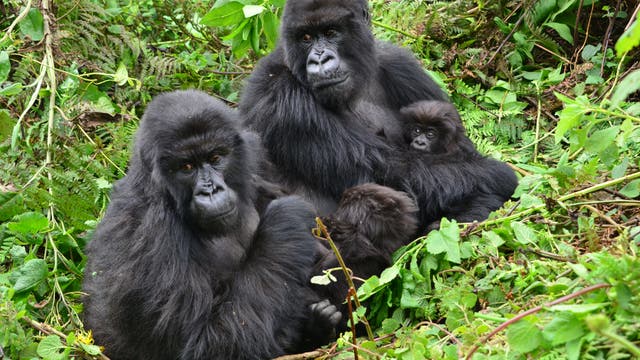Eine Gruppe von vier Gorillas sitzt in dichtem, grünem Dschungel. Zwei erwachsene und zwei Jungtiere sind zu sehen. Die Umgebung ist üppig und voller Pflanzen.