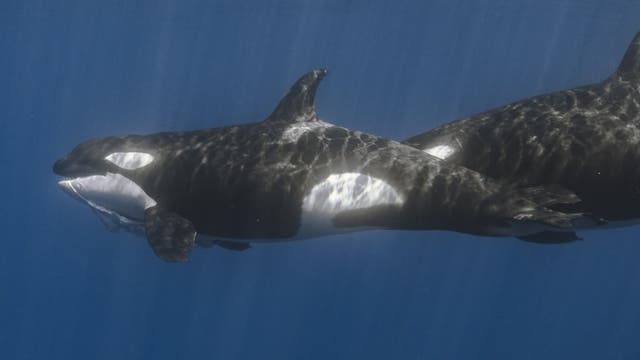 Zwei schwarzweiße Schwertwale schwimmen von rechts nach links durch das tiefblaue Wasser. Vom hinteren Tier ist nur ein Teil des Körpers zu sehen, der Kopf wird vom vorderen Artgenossen verdeckt. Dieser trägt Beutereste im Maul davon.