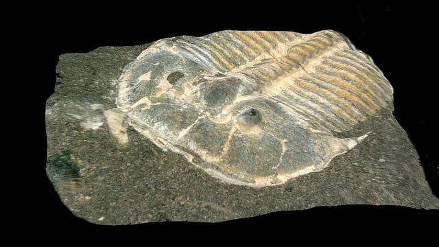 Trilobit der Art Aulacopleura koninckii. Das Fossil des Gliederfüßers ist 429 Millionen Jahre alt.