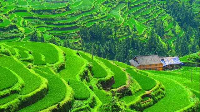 Reisanbau in China 