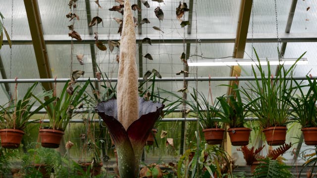 Amorphophallus decus-silvae in Leiden
