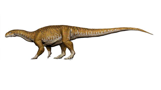 Rekonstruktion des Sauropoden-Vorläufers Ingentia prima