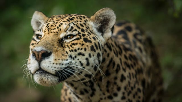 Jaguare - mit Lianenhalluzinogen zum Totemtier