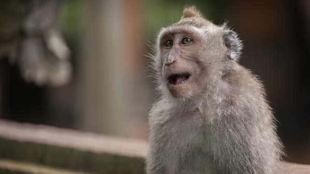 Ein Javaneraffe im Naturschutzgebiet Ubud Monkey Forest. Eigentlich könnten Affen verschiedene Vokale bilden – und Konsonanten sowieso. 