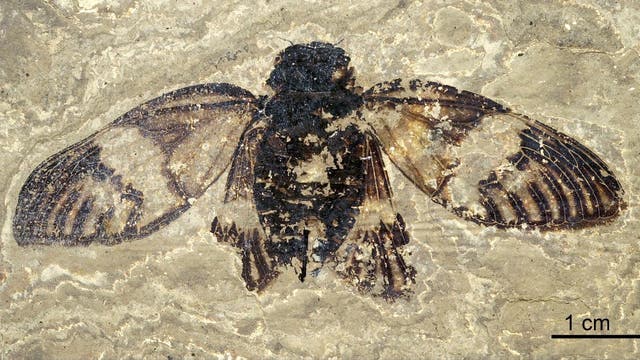 Fossil einer Zikade, eingebettet in helles Gestein. Die Flügel sind ausgebreitet und zeigen detaillierte Adern. Die dunklen Bereiche des Fossils heben sich deutlich vom umgebenden Material ab.