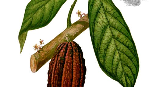 Die Kakaopflanze